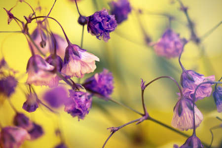 Delicate purple flowers on a light yellow background. Selective focus.の写真素材