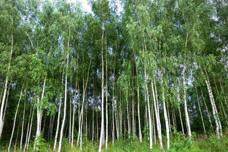Birch grove. Tall tree trunks with black and white bark and green leaves.の写真素材