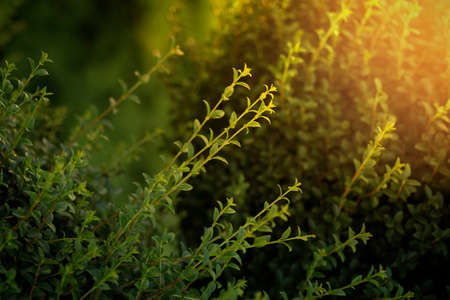 The growing green branches of boxwood stretch towards the sun.の写真素材