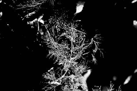 Black and white bright grass in the sunlight