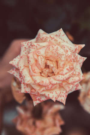 Natural pink background of a blooming rose.の写真素材
