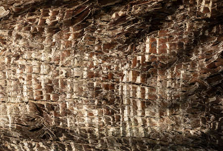 Panoramic photo relief texture of dry tree bark. Brown bark background.の写真素材