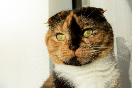 A Scottish fold-eared black-and-red cat with beautiful green eyes sits on a white background in the rays of the sun.の写真素材