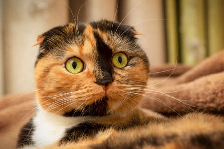 The black and orange Scottish fold cat looks straight with green eyes. Macro. International Cat Dayの写真素材