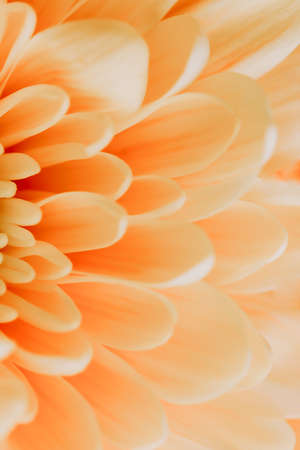 A delicate chrysanthemum flower with white and orange petals. The picture was taken with a macro lens.の写真素材