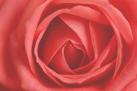 Natural floral background. Pink blooming rose. Taken with macro lens stacked.の写真素材