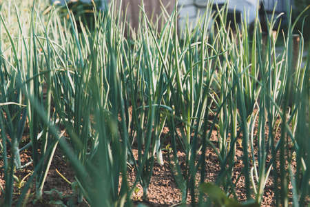 A bed of green onions in the garden. Harvesting. A plant in the rays of the sun.の写真素材
