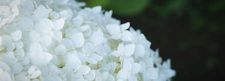 Light floral and deciduous natural background. Very bright colored background.の写真素材