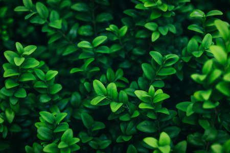 Abstract green leaves with texture. Top view. Background of nature. Banner.の写真素材