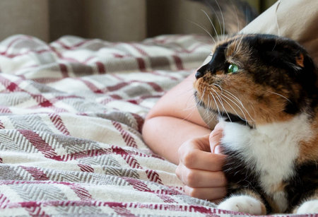 A tricolor cat with green eyes is sitting in the girl's arms. Women's hands are stroking a pet. They...
