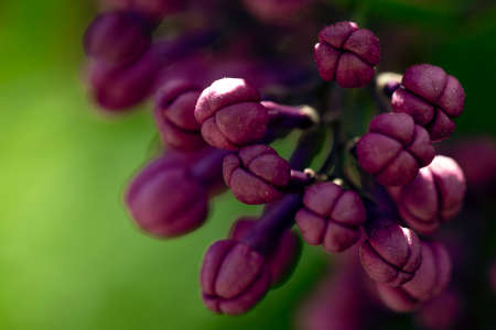 Light blurry photo of lilac. A blooming bush of purple flowers.の写真素材