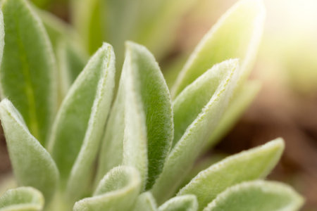 The growing green branches of boxwood stretch towards the sun.