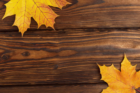 Autumn background. Two yellow, orange, red fallen autumn leaves lie framed in the corners on a...