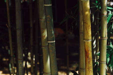A green bamboo grove with the sun among the trunks.の写真素材
