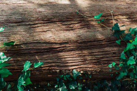Wooden background. Brown bark surrounded by delicate, green leaves of the plant.の写真素材