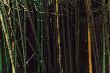 A green bamboo grove with the sun among the trunks.の写真素材