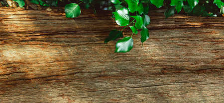 Wooden background. Brown bark surrounded by delicate, green leaves of the plant.の写真素材