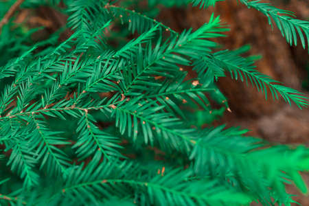 Green branches of a cypress tree on a background of brown tree bark. Forest landscape.の写真素材
