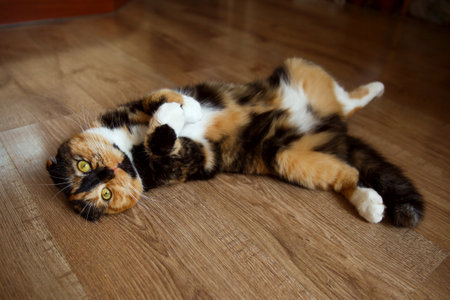 A cute Scottish fold tricolor cat lies relaxed on the floor.の写真素材