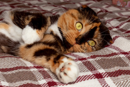 A Scottish turtle-eared cat with green eyes lies on a plaid blanket. International Cat Dayの写真素材