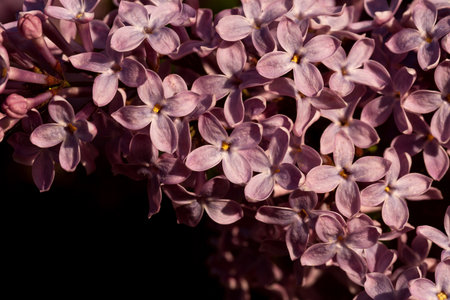 Light blurry photo of lilac. A blooming bush of purple flowers.の写真素材
