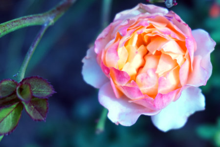 Natural floral background. Pink blooming rose on a green background.の写真素材