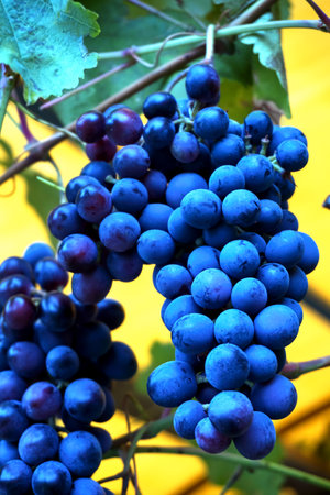 A bunch of blue ripe grapes grows on a vine.の写真素材