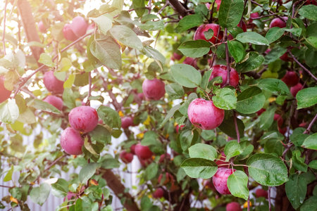 Ripe red juicy apples hang on the branches of an apple tree in the garden. Harvesting in autumn.の写真素材