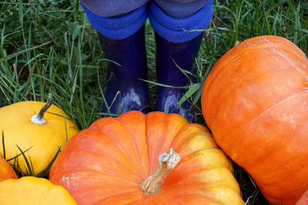There are a lot of orange ripe pumpkins on the green grass in the field. Happy Thanksgiving.