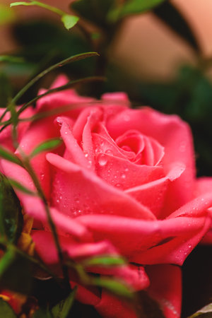 Pink rose flower with drops on the petals. Taken with macro lens stackedの写真素材