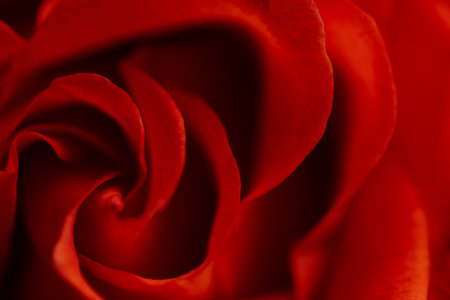 Natural floral background. Red blooming rose. Taken with macro lens stacked.の写真素材