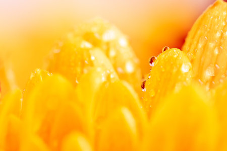 Yellow chrysanthemum flower with airy and delicate petals. The picture was taken with a macro lens.の写真素材