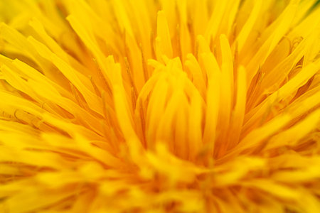 Yellow chrysanthemum flower with airy and delicate petals. The picture was taken with a macro lens.の写真素材