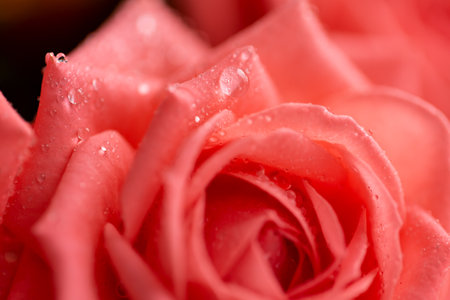 Pink rose flower with drops on the petals. Taken with macro lens stackedの写真素材