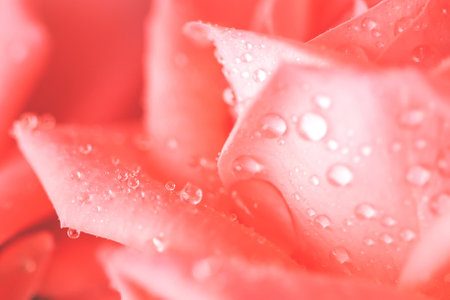 Pink rose flower with drops on the petals. Taken with macro lens stackedの写真素材