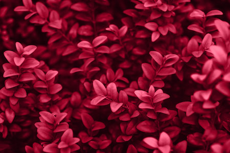 Blurred background. Trendy color 2023. Viva magenta color background. Design backdrop.の写真素材