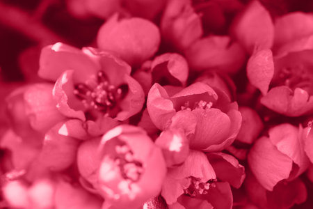 Trendy color 2023. Via magenta color background. Design backdrop.の写真素材