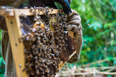 giant honeycomb full of bees
