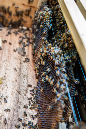 bees moving on their honeycomb