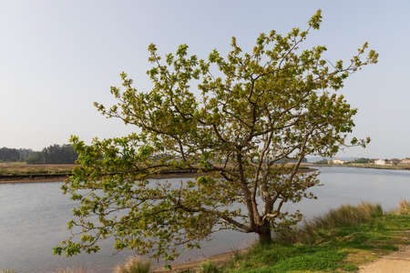 Oak tree in spring on the riverbank with clear skyの写真素材