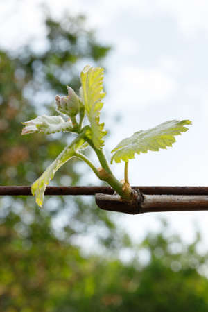 Sprouting of vine plant with natural backgroundの写真素材