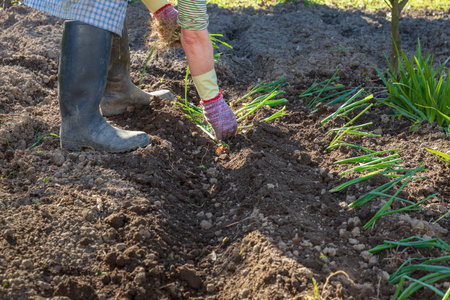 Hands of mature woman planting onions