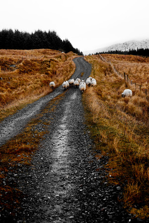 Sheep flocking in the bluestack mountains on a trail in Donegal Ireland with snow covered mountains in the backgroundの写真素材