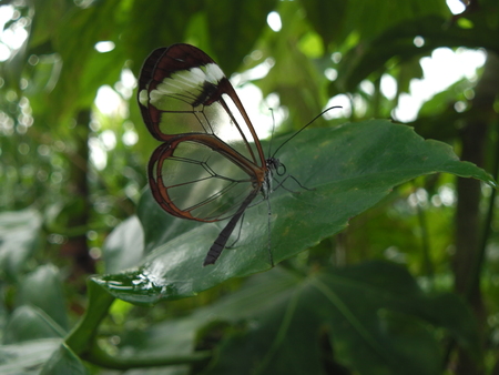 See through butterflyの写真素材