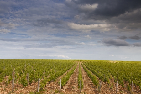 The vineyards of Sancerre in the Loire Valley of France の写真素材