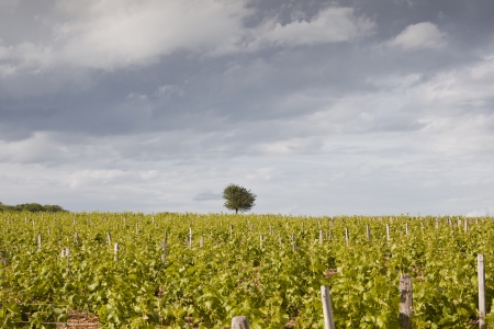 The vineyards of Sancerre in the Loire Valley of France の写真素材