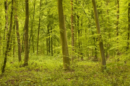 The dense woodland surrounding Lyons-la-Foret の写真素材