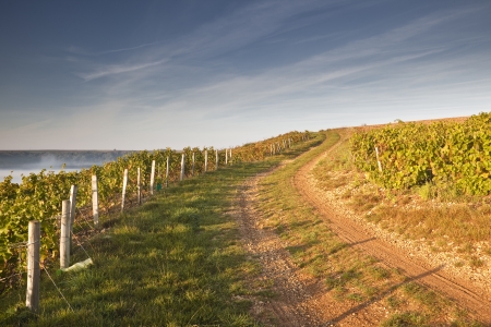 Vineyards in the hills above Sancerre in France.の写真素材
