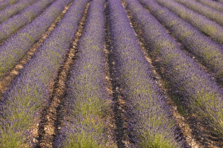 Lavnder fields near to Ferrassieres in the Drome.の写真素材