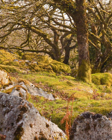 Wistman's Wood, Dartmoor